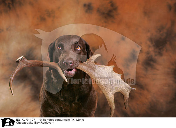 Chesapeake Bay Retriever / Chesapeake Bay Retriever / KL-01107