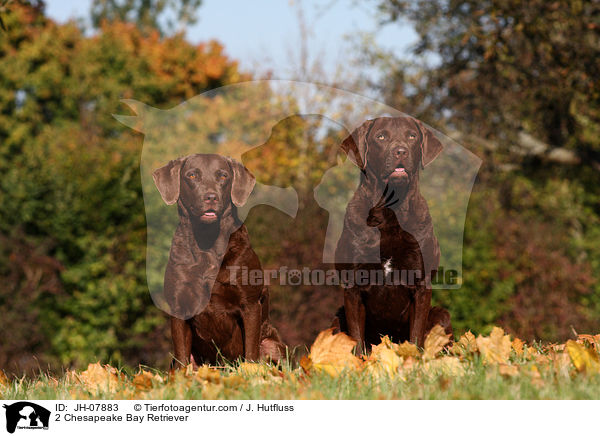 2 Chesapeake Bay Retriever / JH-07883