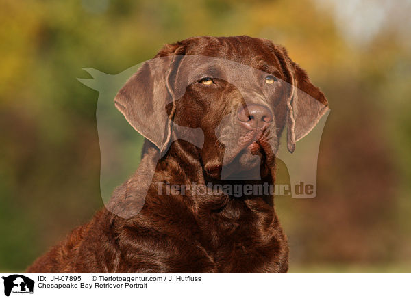 Chesapeake Bay Retriever Portrait / JH-07895