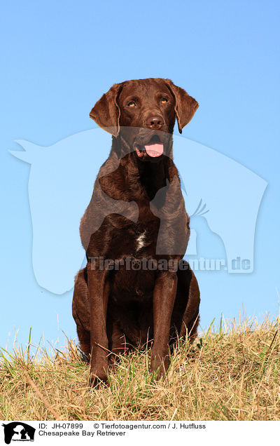 Chesapeake Bay Retriever / Chesapeake Bay Retriever / JH-07899