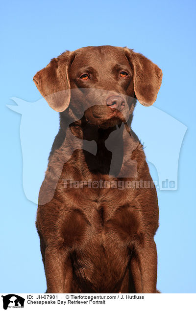 Chesapeake Bay Retriever Portrait / Chesapeake Bay Retriever Portrait / JH-07901