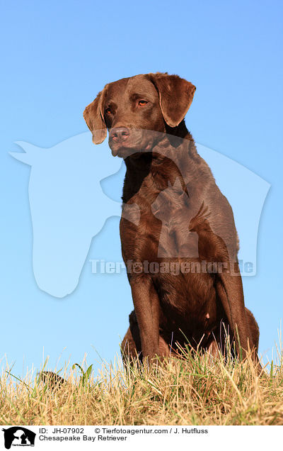 Chesapeake Bay Retriever / Chesapeake Bay Retriever / JH-07902