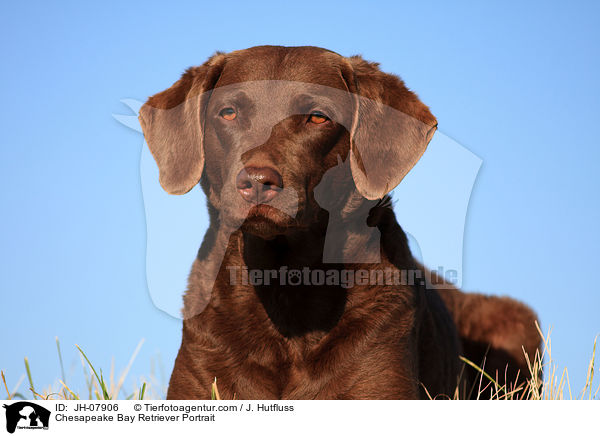 Chesapeake Bay Retriever Portrait / Chesapeake Bay Retriever Portrait / JH-07906