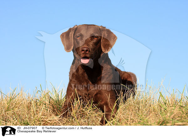 Chesapeake Bay Retriever / Chesapeake Bay Retriever / JH-07907