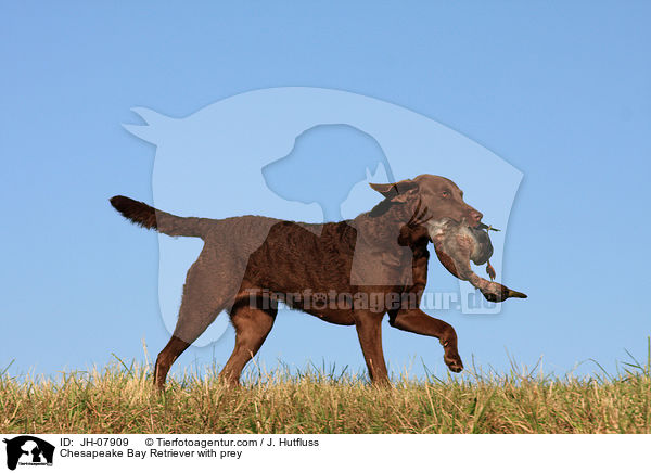 Chesapeake Bay Retriever bei der Jagd / Chesapeake Bay Retriever with prey / JH-07909