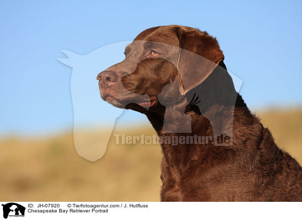 Chesapeake Bay Retriever Portrait / Chesapeake Bay Retriever Portrait / JH-07920