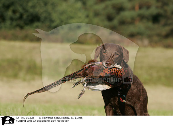 hunting with Chesapeake Bay Retriever / KL-02336