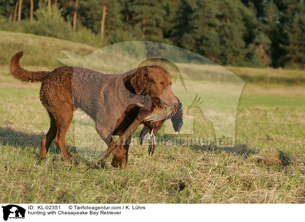 hunting with Chesapeake Bay Retriever / KL-02351