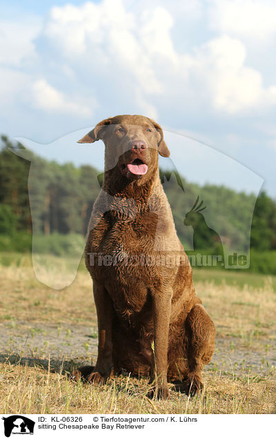 sitzender Chesapeake Bay Retriever / sitting Chesapeake Bay Retriever / KL-06326