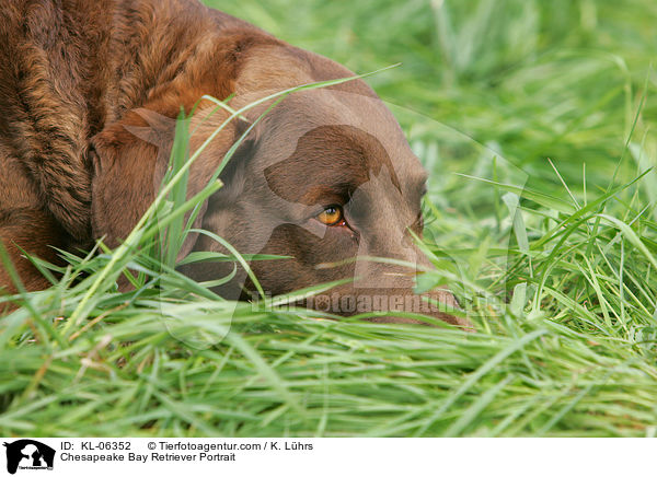 Chesapeake Bay Retriever Portrait / Chesapeake Bay Retriever Portrait / KL-06352