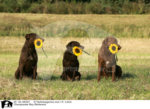 Chesapeake Bay Retriever / Chesapeake Bay Retrievers / KL-06357