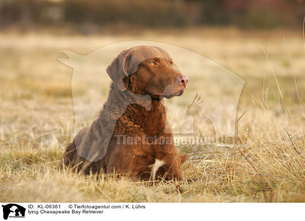 liegender Chesapeake Bay Retriever / lying Chesapeake Bay Retriever / KL-06361