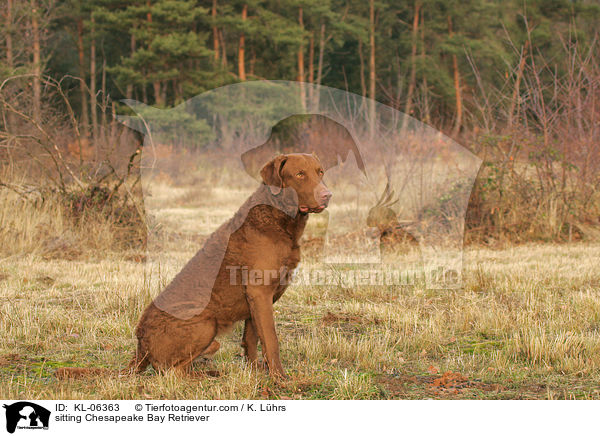 sitzender Chesapeake Bay Retriever / sitting Chesapeake Bay Retriever / KL-06363