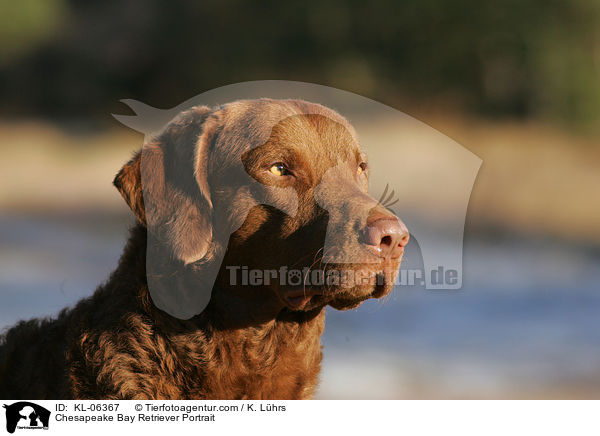 Chesapeake Bay Retriever Portrait / Chesapeake Bay Retriever Portrait / KL-06367