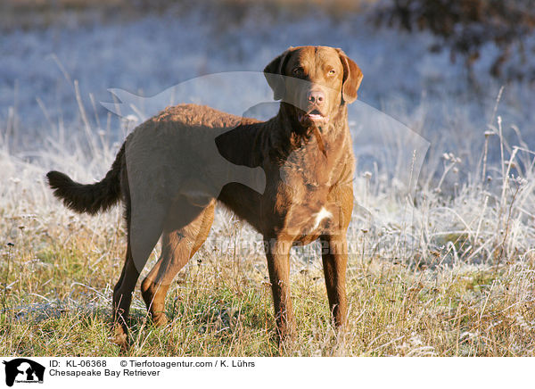 Chesapeake Bay Retriever / Chesapeake Bay Retriever / KL-06368