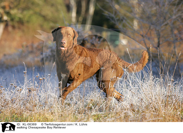 laufender Chesapeake Bay Retriever / walking Chesapeake Bay Retriever / KL-06369