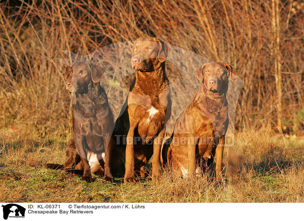 Chesapeake Bay Retriever / Chesapeake Bay Retrievers / KL-06371