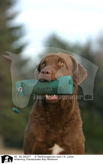 apportierender Chesapeake Bay Retriever / retrieving Chesapeake Bay Retriever / KL-06377