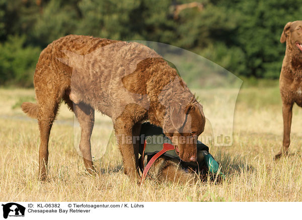 Chesapeake Bay Retriever / Chesapeake Bay Retriever / KL-06382