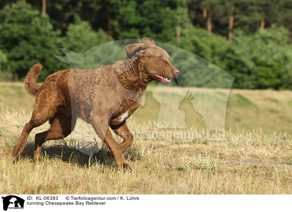 rennender Chesapeake Bay Retriever / running Chesapeake Bay Retriever / KL-06383