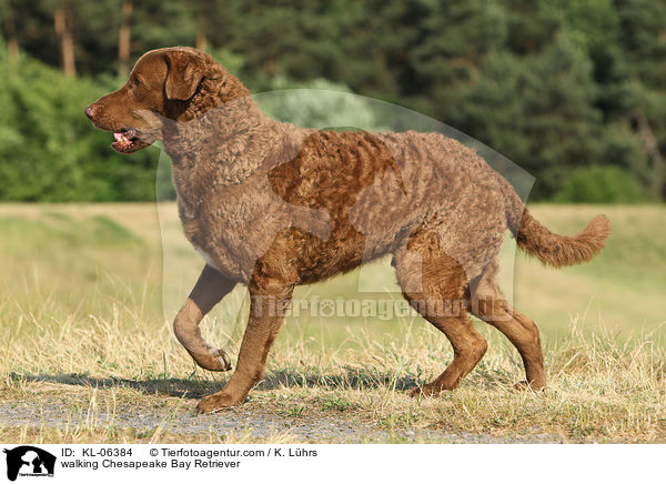 laufender Chesapeake Bay Retriever / walking Chesapeake Bay Retriever / KL-06384