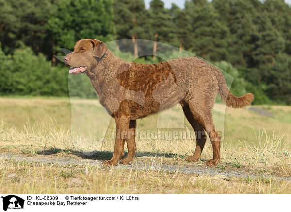 Chesapeake Bay Retriever / Chesapeake Bay Retriever / KL-06389