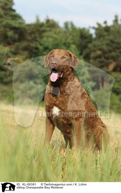 sitzender Chesapeake Bay Retriever / sitting Chesapeake Bay Retriever / KL-06391