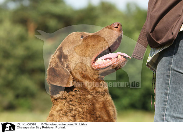 Chesapeake Bay Retriever Portrait / Chesapeake Bay Retriever Portrait / KL-06392