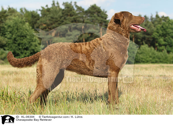 Chesapeake Bay Retriever / Chesapeake Bay Retriever / KL-06394