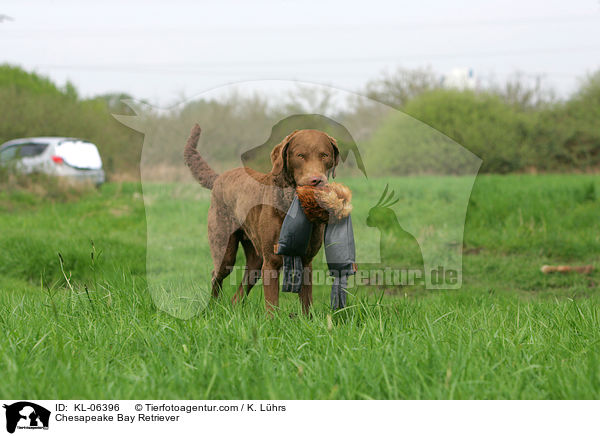 Chesapeake Bay Retriever / Chesapeake Bay Retriever / KL-06396