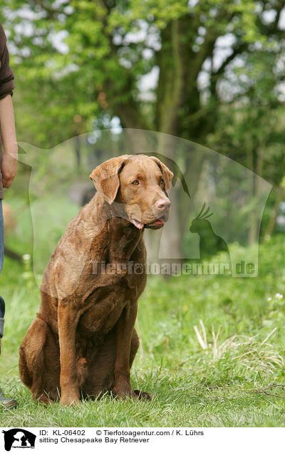 sitzender Chesapeake Bay Retriever / sitting Chesapeake Bay Retriever / KL-06402