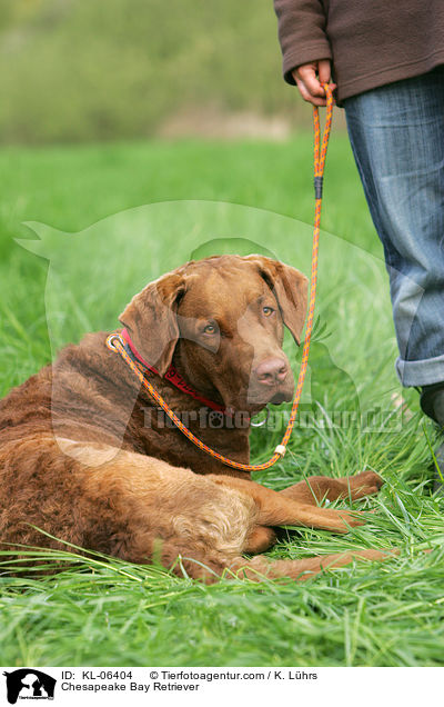 Chesapeake Bay Retriever / Chesapeake Bay Retriever / KL-06404