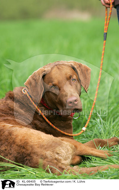 Chesapeake Bay Retriever / Chesapeake Bay Retriever / KL-06405