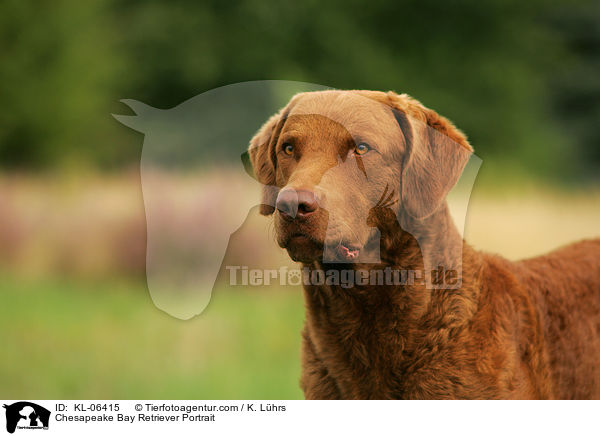 Chesapeake Bay Retriever Portrait / Chesapeake Bay Retriever Portrait / KL-06415