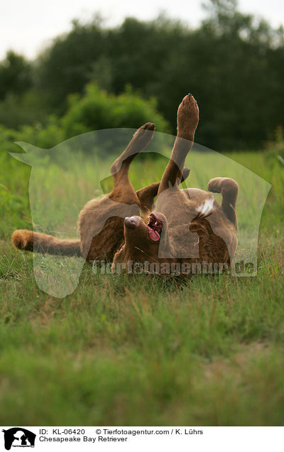 Chesapeake Bay Retriever / Chesapeake Bay Retriever / KL-06420