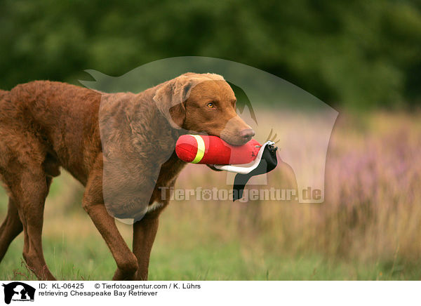 apportierender Chesapeake Bay Retriever / retrieving Chesapeake Bay Retriever / KL-06425