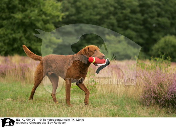 apportierender Chesapeake Bay Retriever / retrieving Chesapeake Bay Retriever / KL-06426