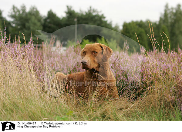 liegender Chesapeake Bay Retriever / lying Chesapeake Bay Retriever / KL-06427