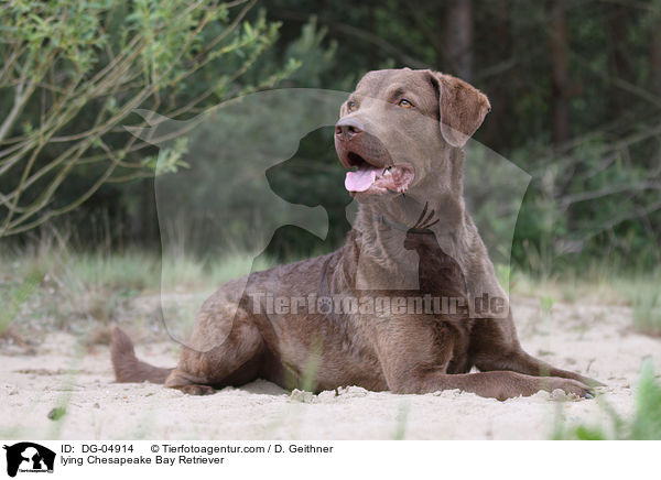 liegender Chesapeake Bay Retriever / lying Chesapeake Bay Retriever / DG-04914