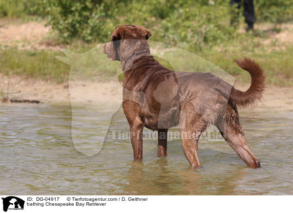 badender Chesapeake Bay Retriever / bathing Chesapeake Bay Retriever / DG-04917