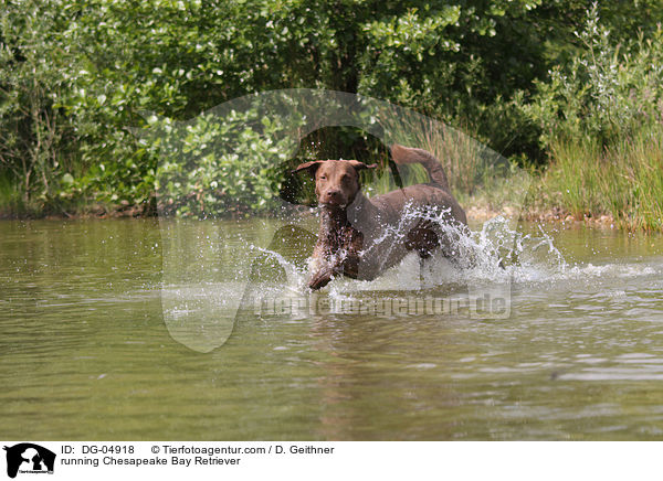 rennender Chesapeake Bay Retriever / running Chesapeake Bay Retriever / DG-04918