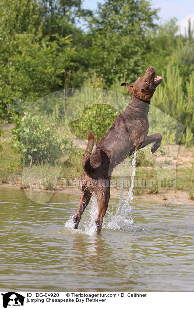 springender Chesapeake Bay Retriever / jumping Chesapeake Bay Retriever / DG-04920