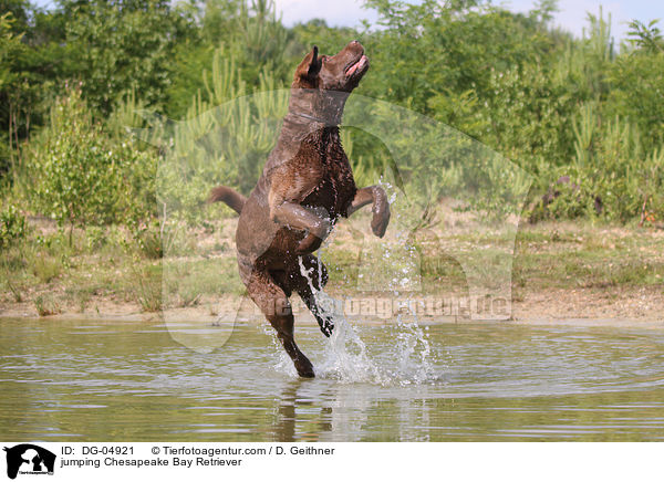 springender Chesapeake Bay Retriever / jumping Chesapeake Bay Retriever / DG-04921