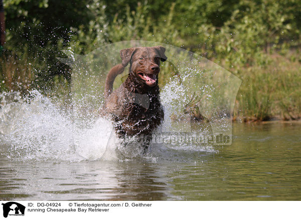 rennender Chesapeake Bay Retriever / running Chesapeake Bay Retriever / DG-04924