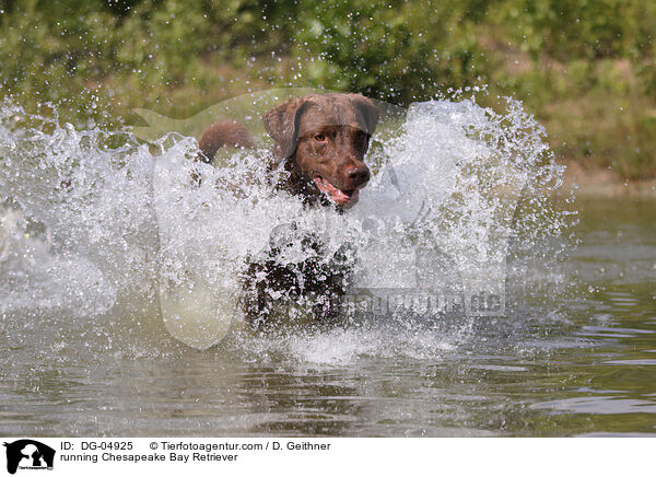 rennender Chesapeake Bay Retriever / running Chesapeake Bay Retriever / DG-04925