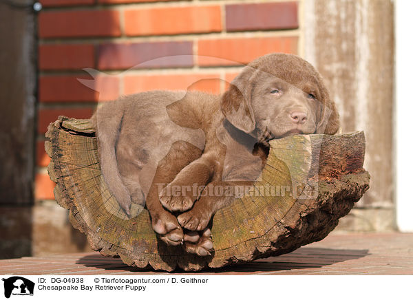 Chesapeake Bay Retriever Welpe / Chesapeake Bay Retriever Puppy / DG-04938