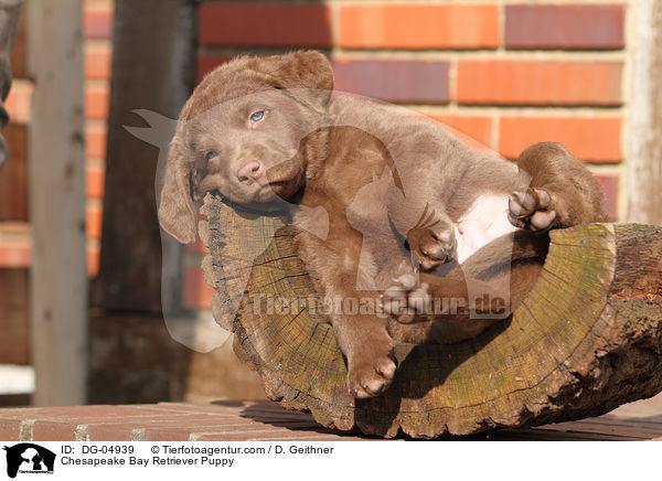 Chesapeake Bay Retriever Welpe / Chesapeake Bay Retriever Puppy / DG-04939