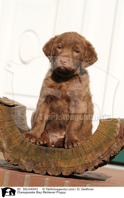 Chesapeake Bay Retriever Welpe / Chesapeake Bay Retriever Puppy / DG-04943