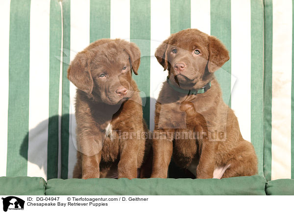 Chesapeake Bay Retriever Welpen / Chesapeake Bay Retriever Puppies / DG-04947