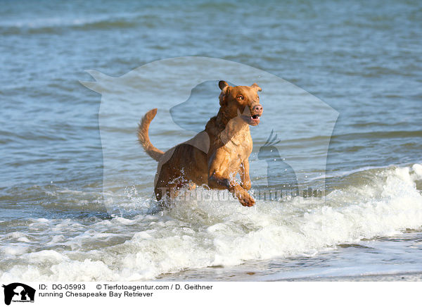 rennender Chesapeake Bay Retriever / running Chesapeake Bay Retriever / DG-05993